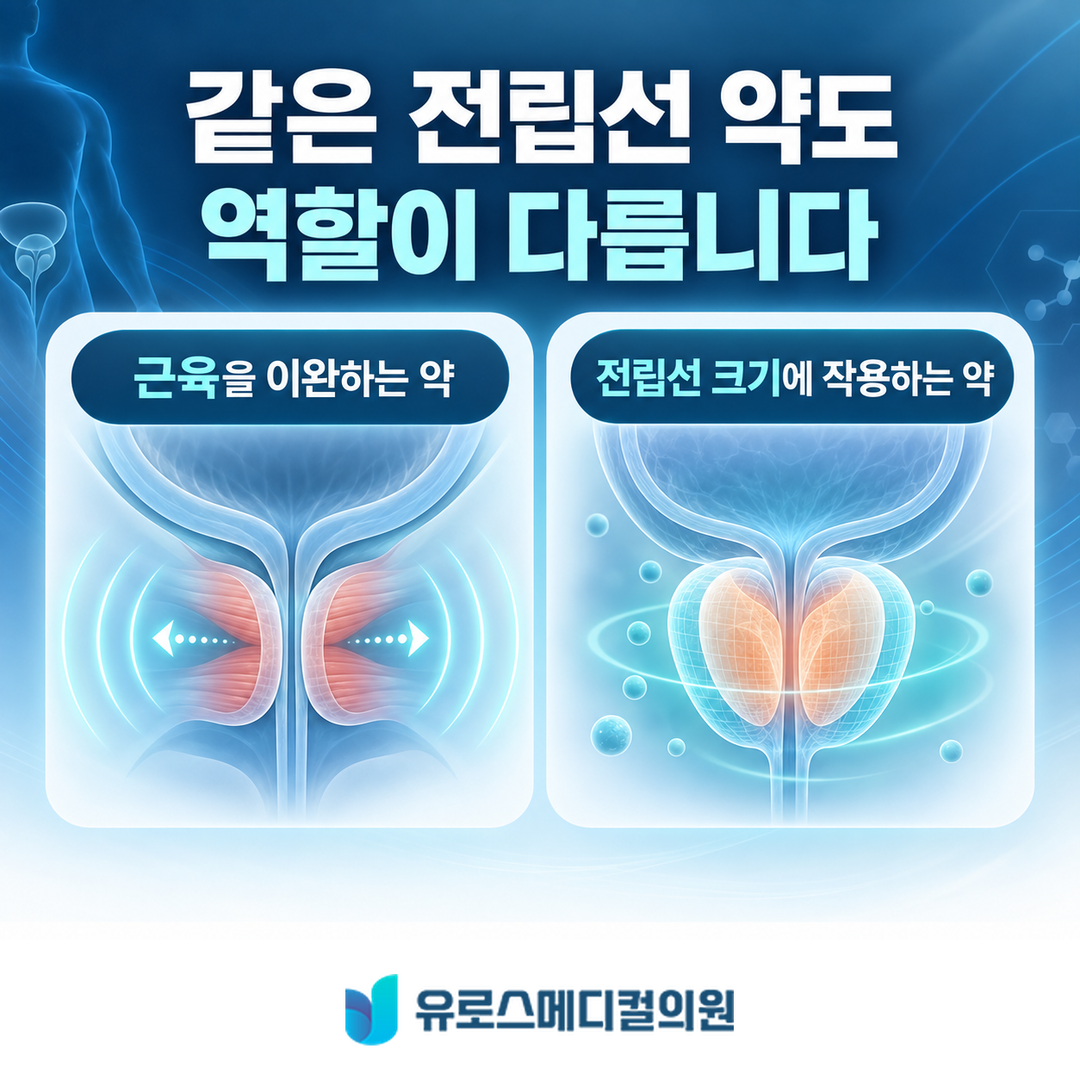 전립선 약의 역할